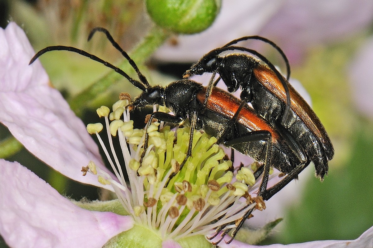 Stenurella melanura